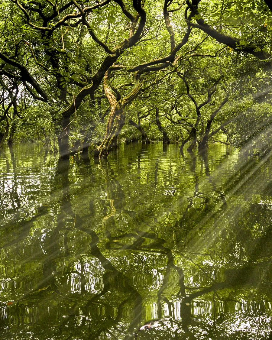Sunlight through the trees of the flooded Ratargul swamp forest