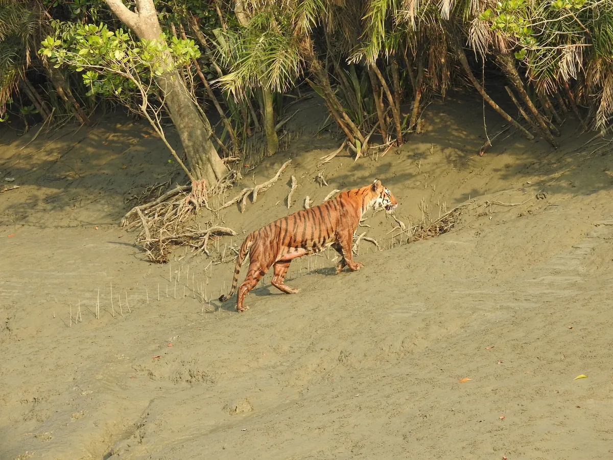Royal Bengal tiger crossing water
