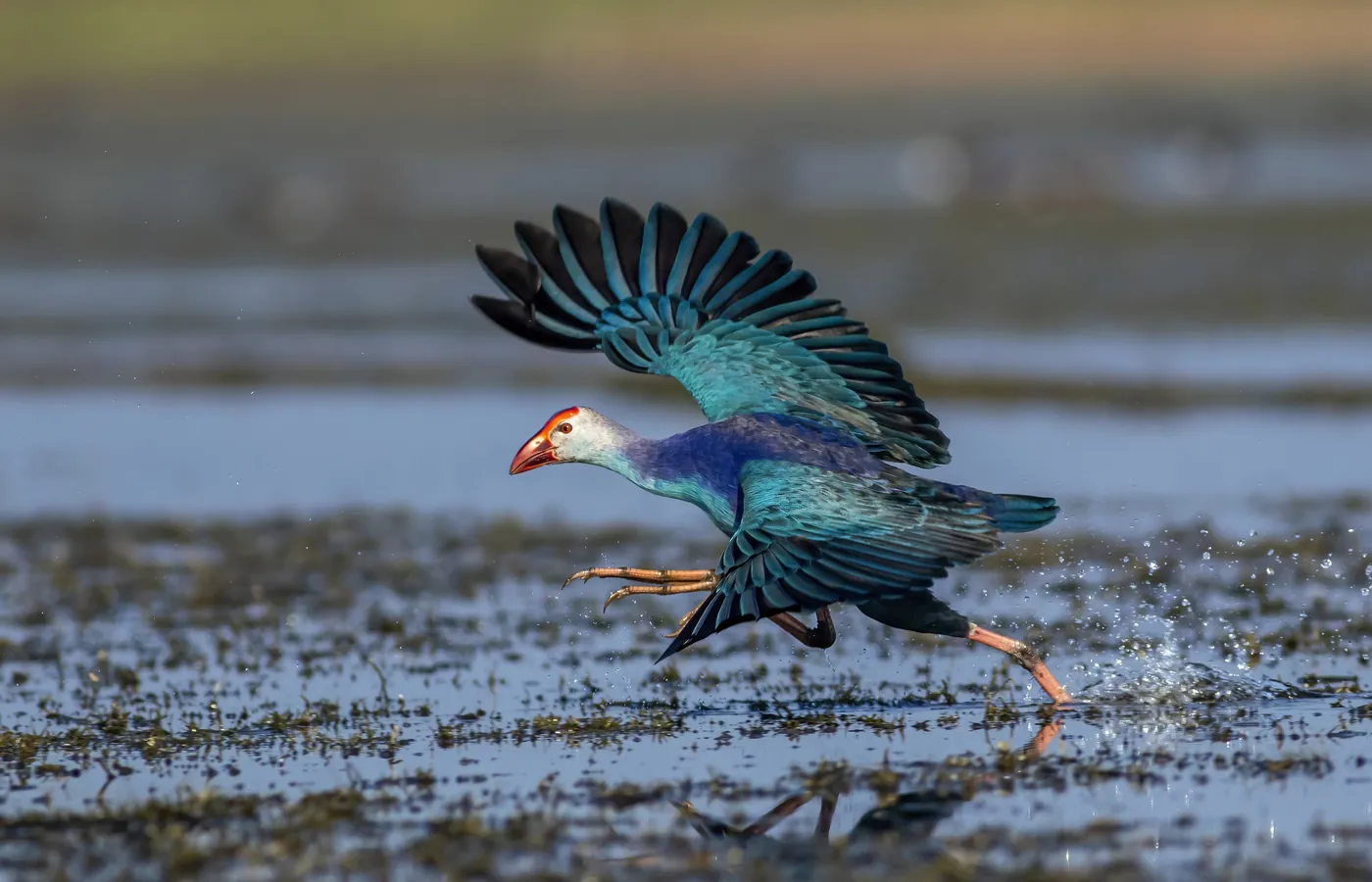 A purple swamphen lifting off a wetland