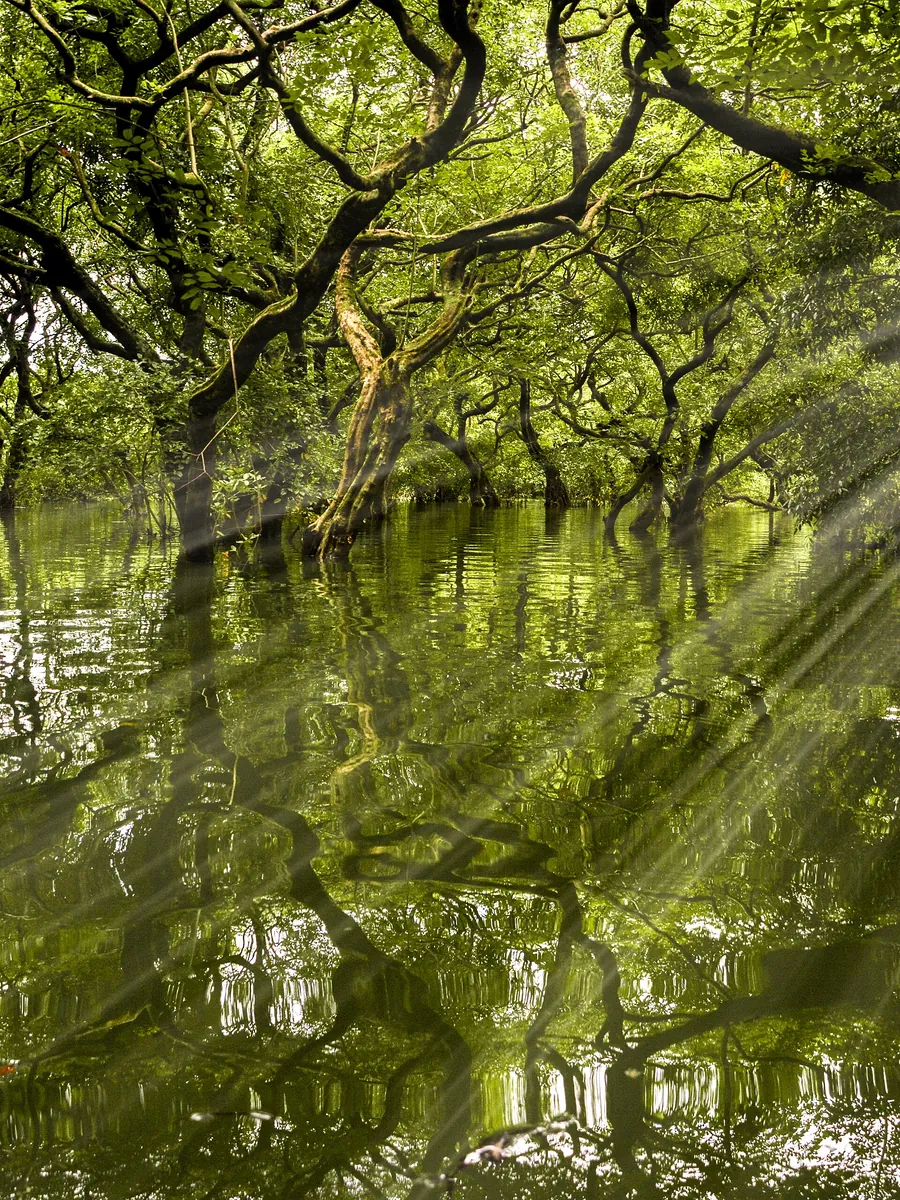 Light through the Ratargul swamp forest