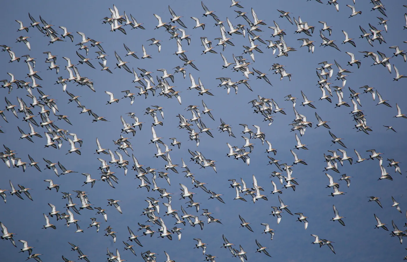 Flock of migratory birds