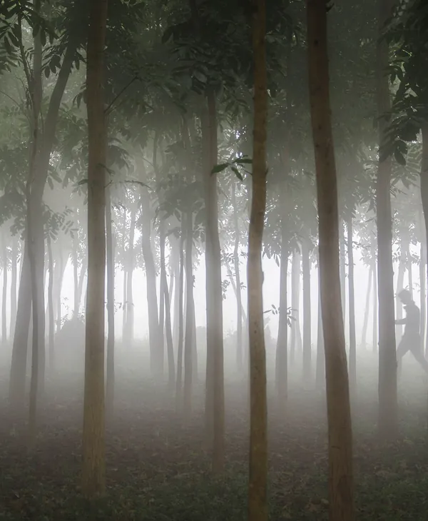 Tea, Swamp and Haor