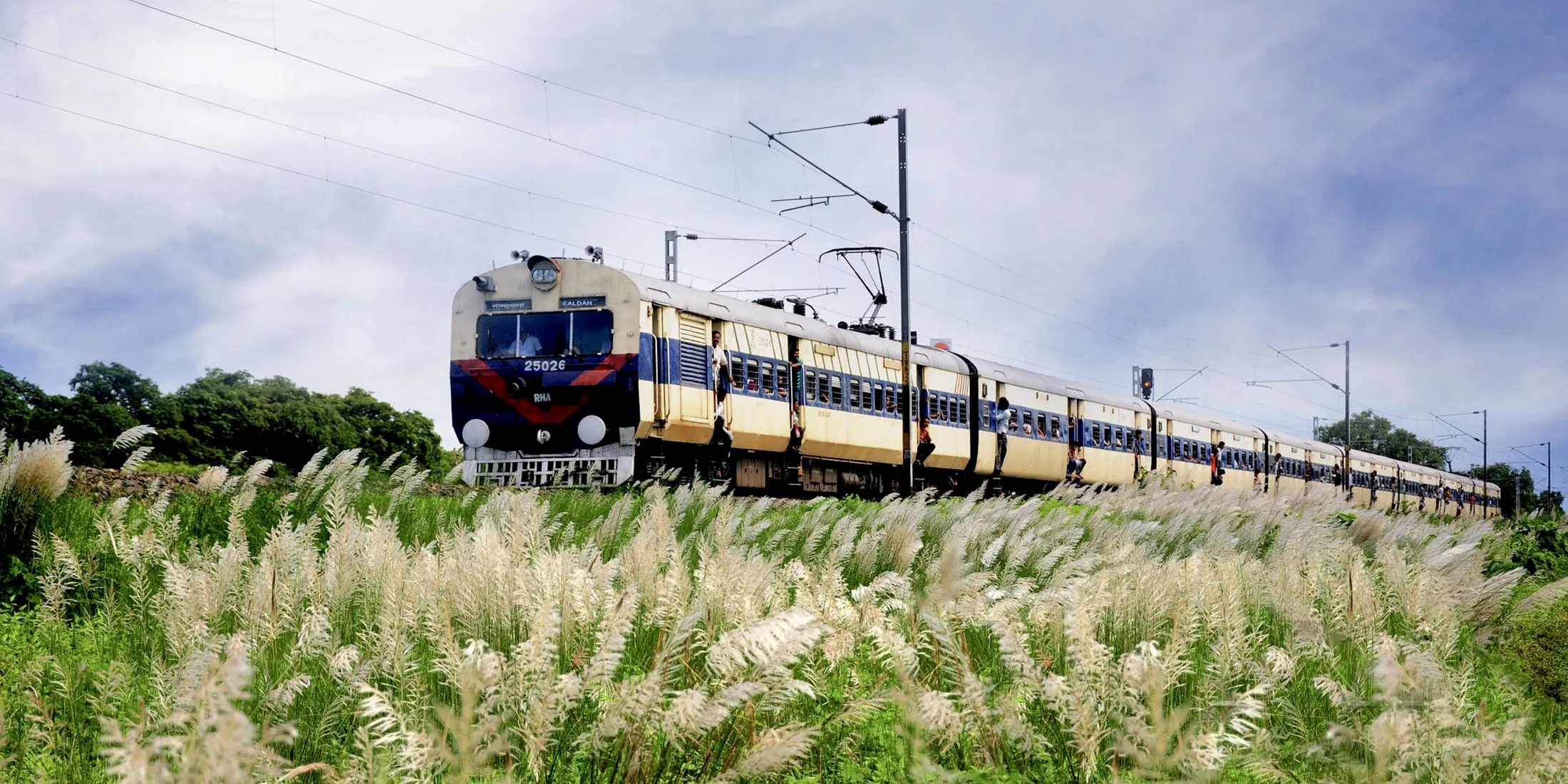 A train passing a bank of white kash flowers