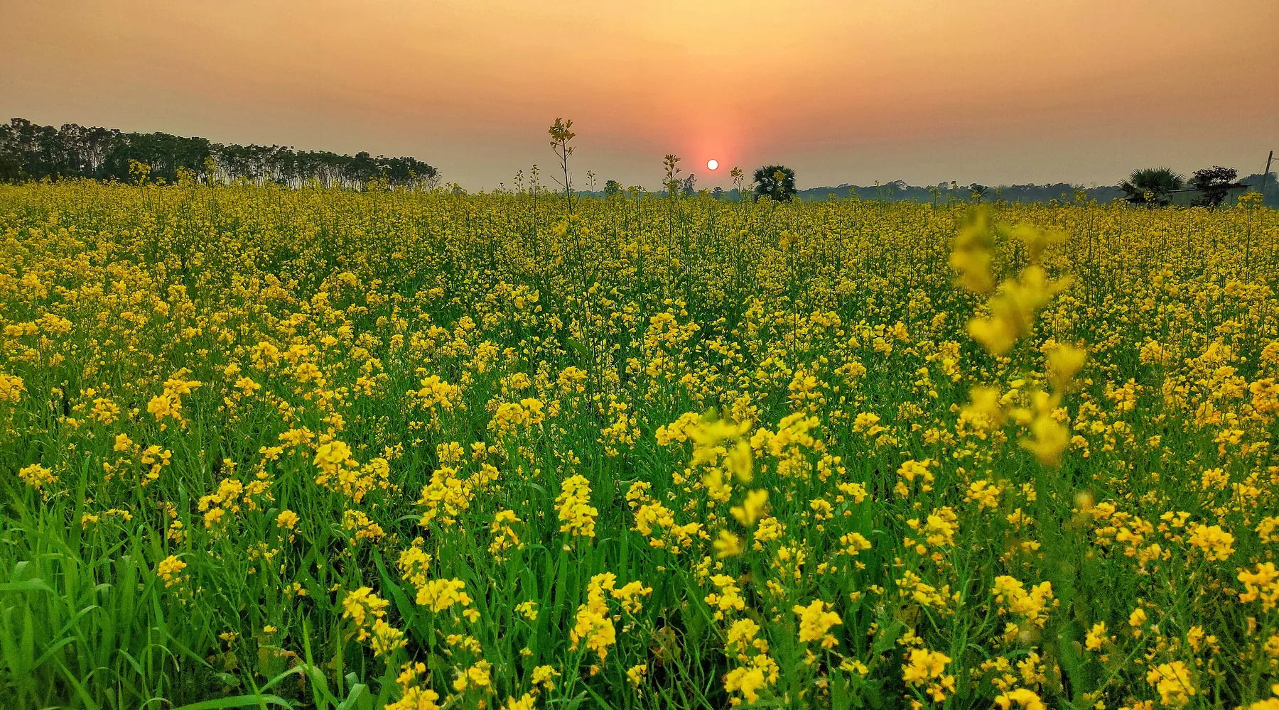 Spring in Bangladesh